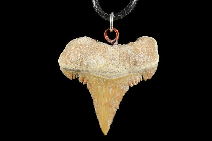 Fossil Shark (Palaeocarcharodon) Tooth Necklace -Morocco #110207